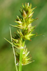Carex otrubae