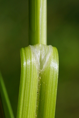 Carex otrubae