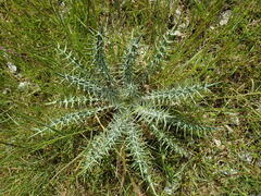 Ptilostemon afer afer