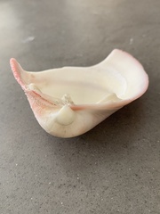 Bivalvia