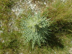 Ptilostemon afer afer