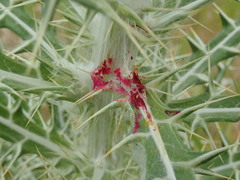 Ptilostemon afer afer