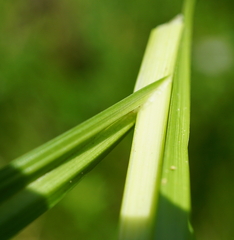 Carex otrubae