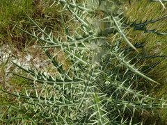 Ptilostemon afer afer