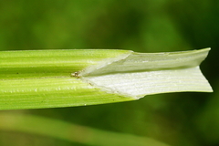 Carex otrubae