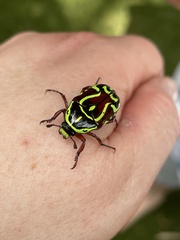 Eupoecila australasiae