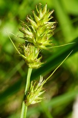 Carex otrubae