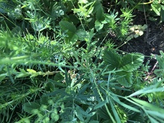 Papaver dubium