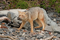 Lycalopex culpaeus magellanicus