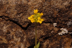 Draba aurea