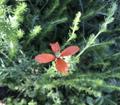Papaver dubium