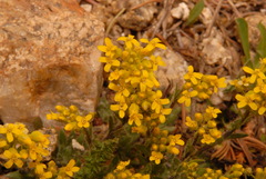 Draba streptocarpa