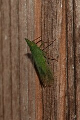 Rhynchomitra