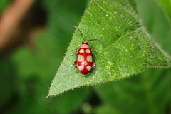 Omophoita sexnotata