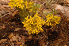 Draba streptocarpa