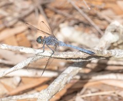 Orthetrum boumiera