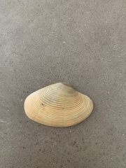 Bivalvia