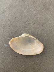 Bivalvia