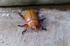 Anoplognathus montanus