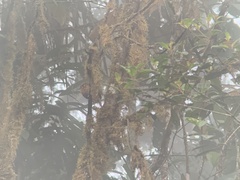 Malacoptila mystacalis