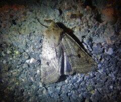 Agrochola blidaensis