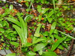 Pterostylis montana