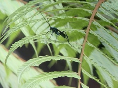 Pompiloidea