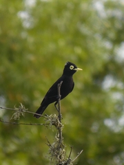 Hymenops perspicillatus