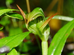 Pterostylis montana