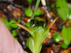Pterostylis montana
