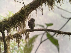 Glaucidium nubicola