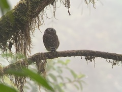 Glaucidium nubicola