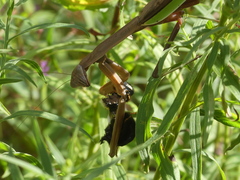 Tenodera