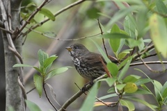 Passerella iliaca annectens