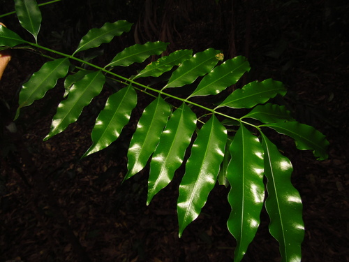 Image of Owenia cepiodora by (c) Samuel Frankel, some rights reserved (CC BY)
