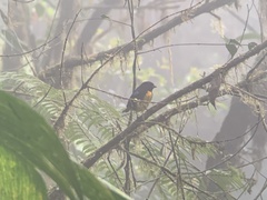 Bangsia melanochlamys