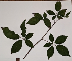 Rubus argutus