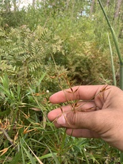 Rhynchospora corniculata