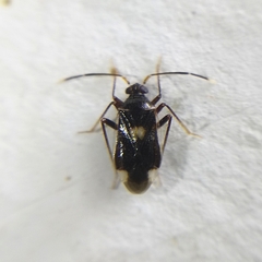 Eustictus