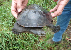 Chelodina expansa