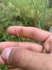 Rhynchospora corniculata
