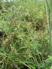 Rhynchospora corniculata