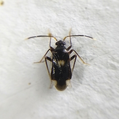 Eustictus