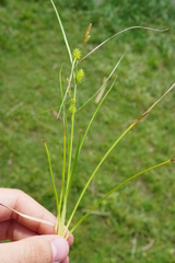 Carex oederi