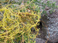 Cuscuta exaltata