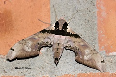 Adhemarius gannascus