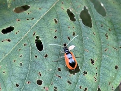 Diabroticina