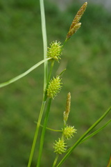 Carex oederi