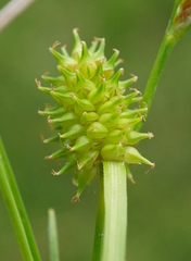 Carex oederi