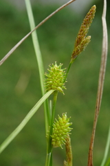 Carex oederi